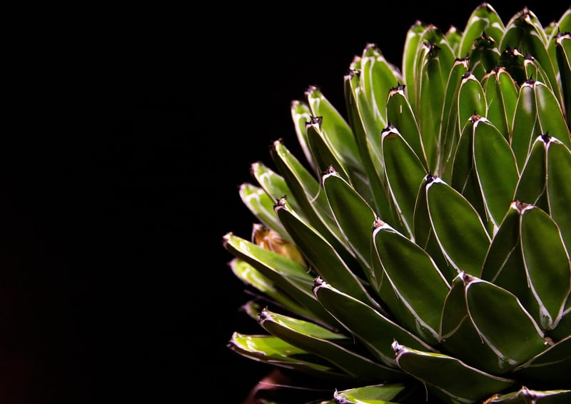 Succulent Frame