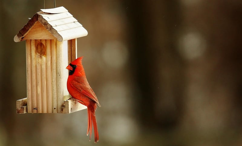 Birdhouse Planter